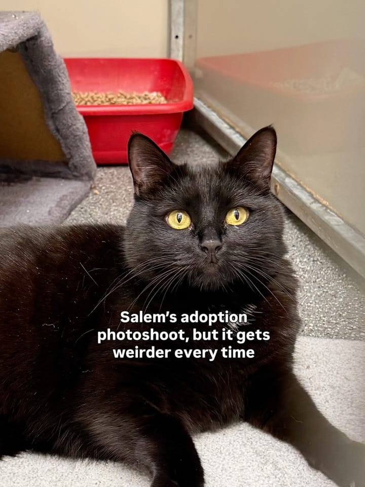 Post 1 by Scottish SPCA 🐾 on Instagram (carousel)