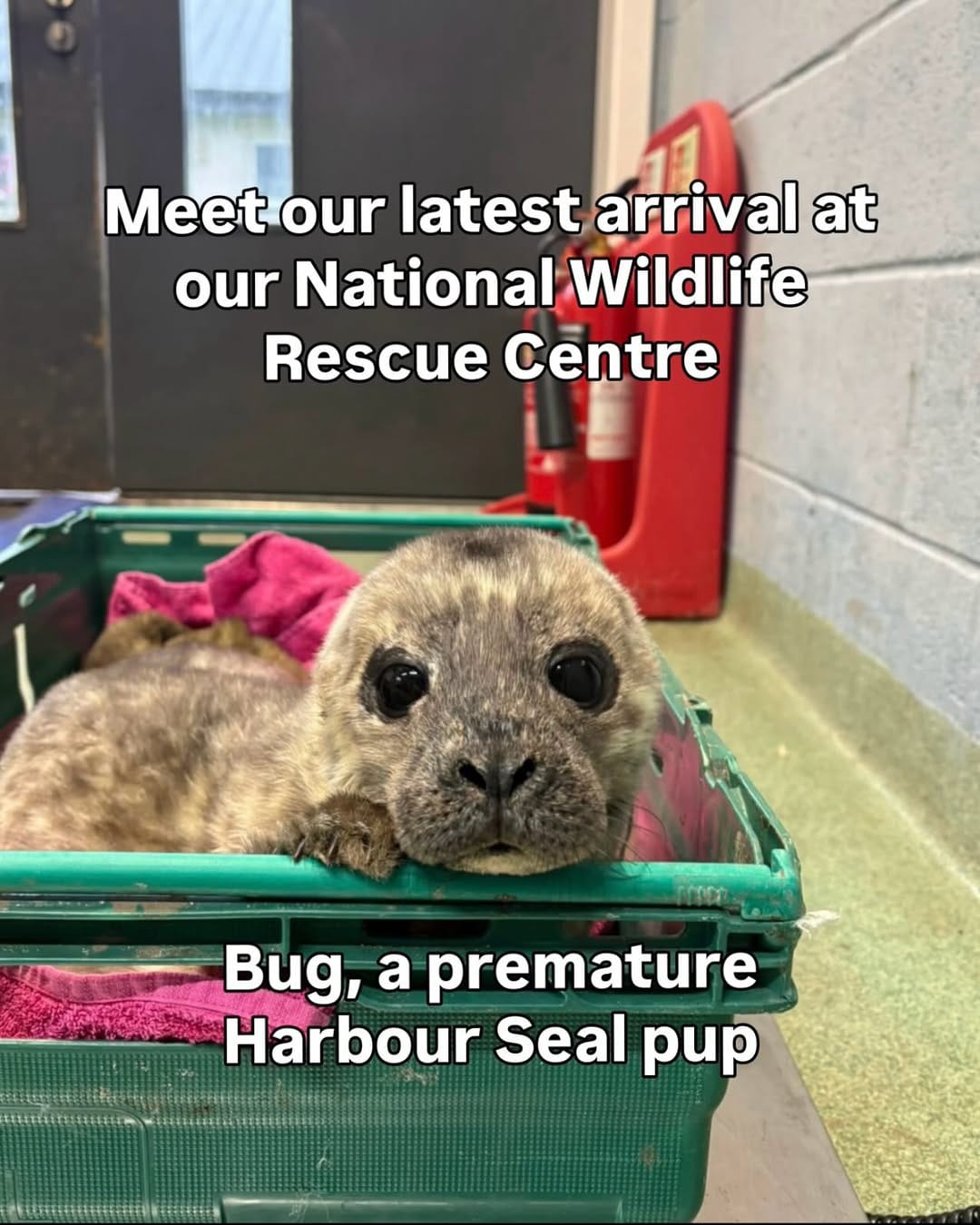 Post 4 by Scottish SPCA 🐾 on Instagram (carousel)