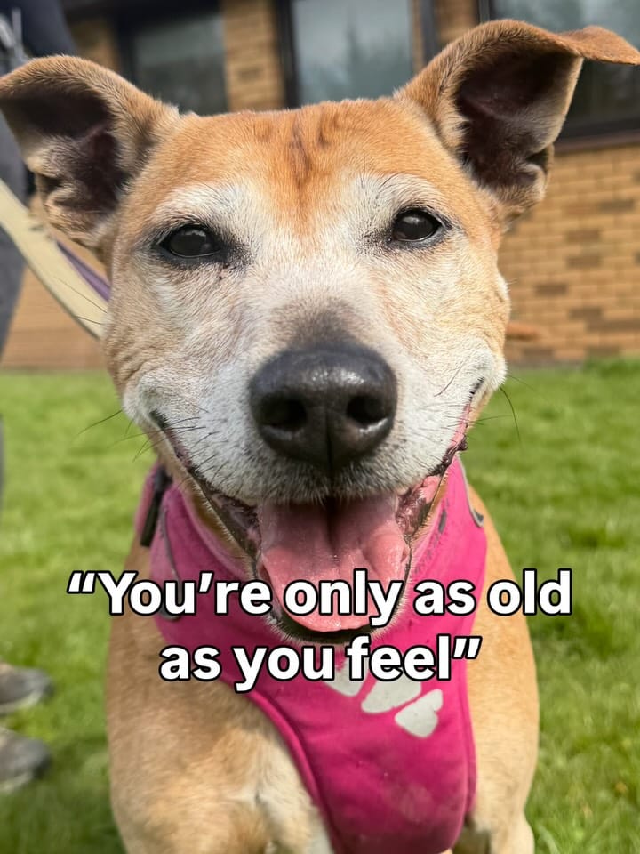 Post 9 by Scottish SPCA 🐾 on Instagram (carousel)