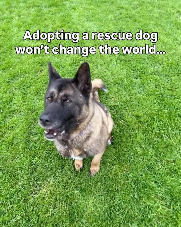 Post 7 by Scottish SPCA 🐾 on Instagram (carousel)