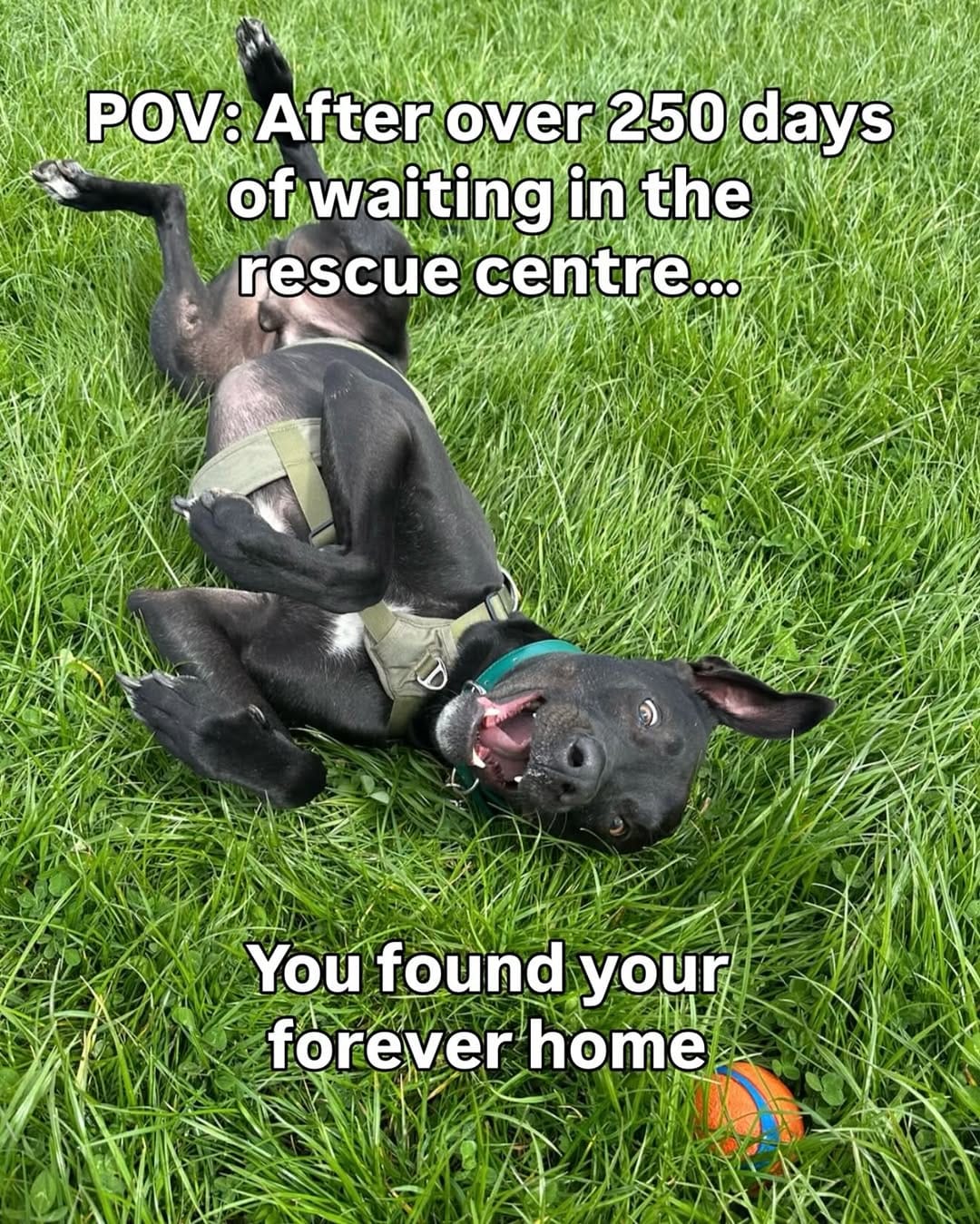 Post 6 by Scottish SPCA 🐾 on Instagram (carousel)