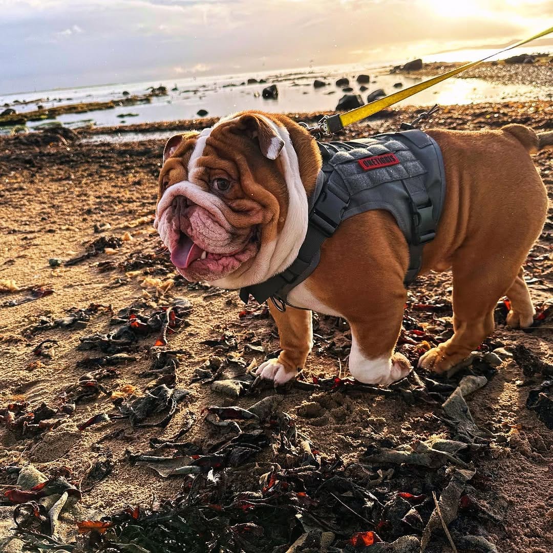 Post 6 by Andy McManus Neilson on Instagram (image)