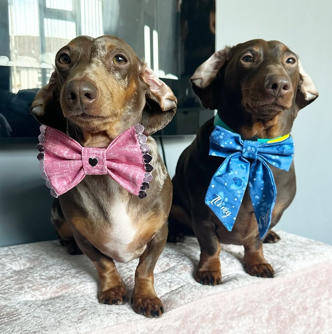 Post 10 by Dog Bowties & Bandanas on Instagram (image)