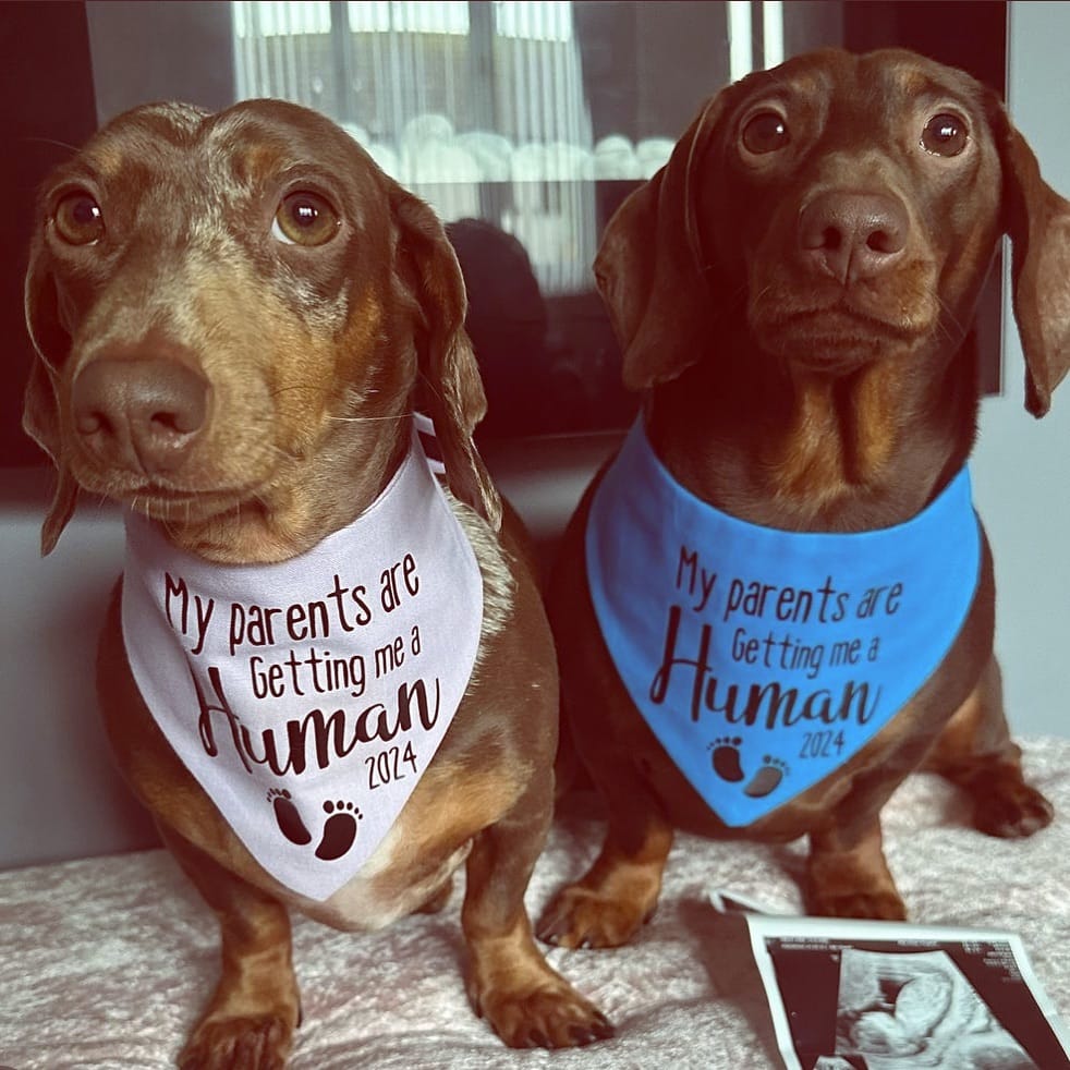 Post 2 by Dog Bowties & Bandanas on Instagram (image)