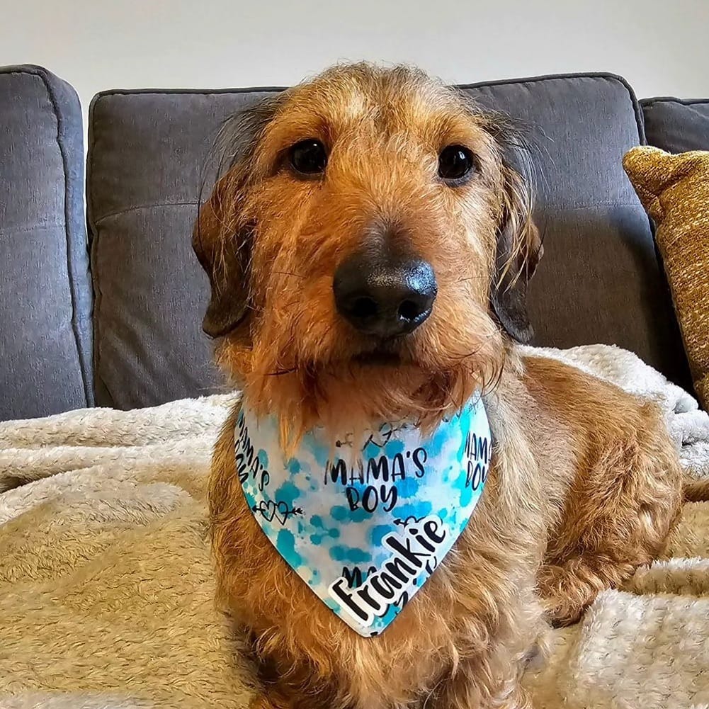 Post 8 by Dog Bowties & Bandanas on Instagram (image)