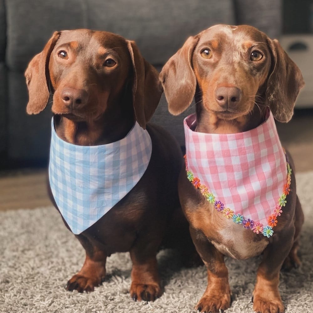 Post 4 by Dog Bowties & Bandanas on Instagram (image)
