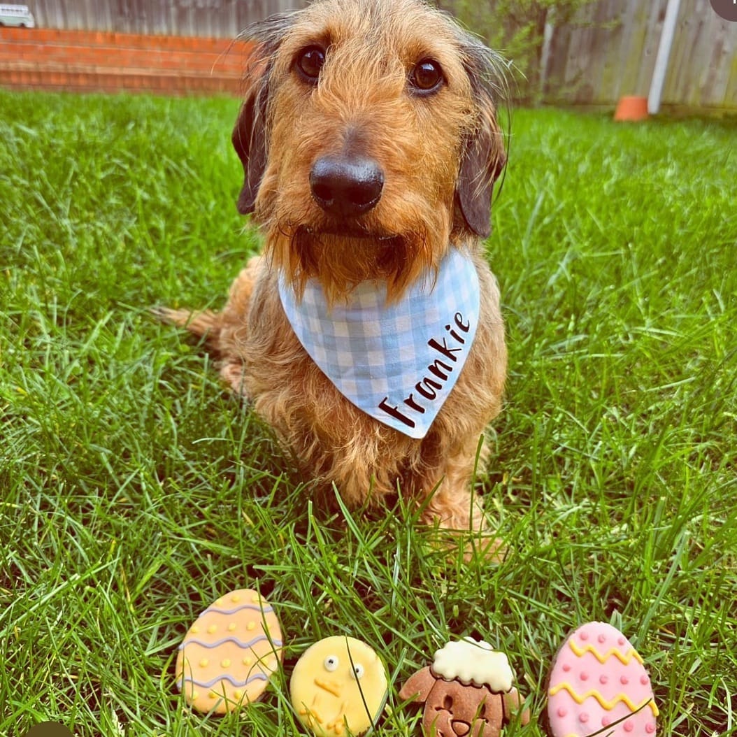 Post 6 by Dog Bowties & Bandanas on Instagram (image)