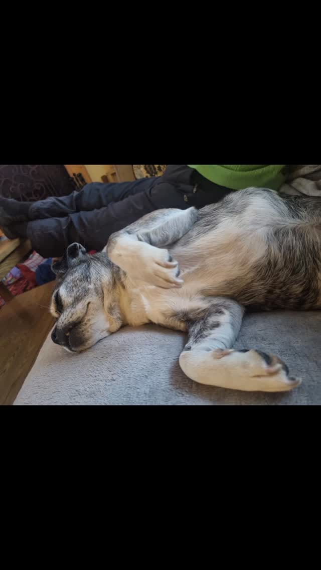 Post 3 by Roxy & Angus Brown on Instagram (video)