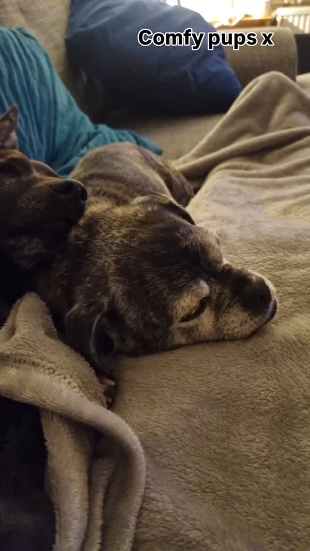 Post 10 by Roxy & Angus Brown on Instagram (video)