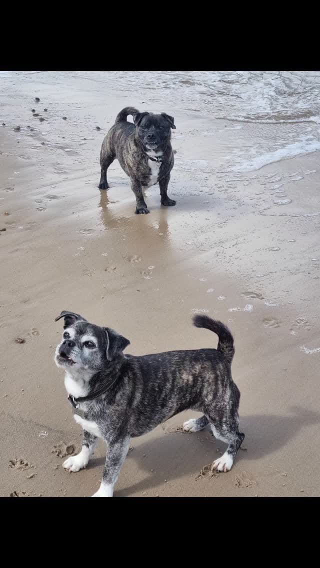 Post 4 by Roxy & Angus Brown on Instagram (video)