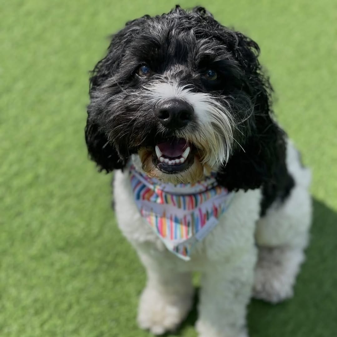 Post 5 by We Talk Dog on Instagram (image)
