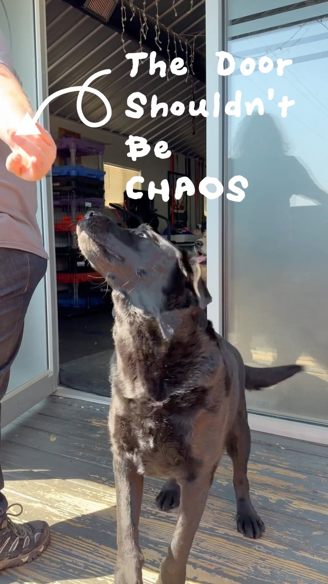 Post 6 by We Talk Dog on Instagram (video)