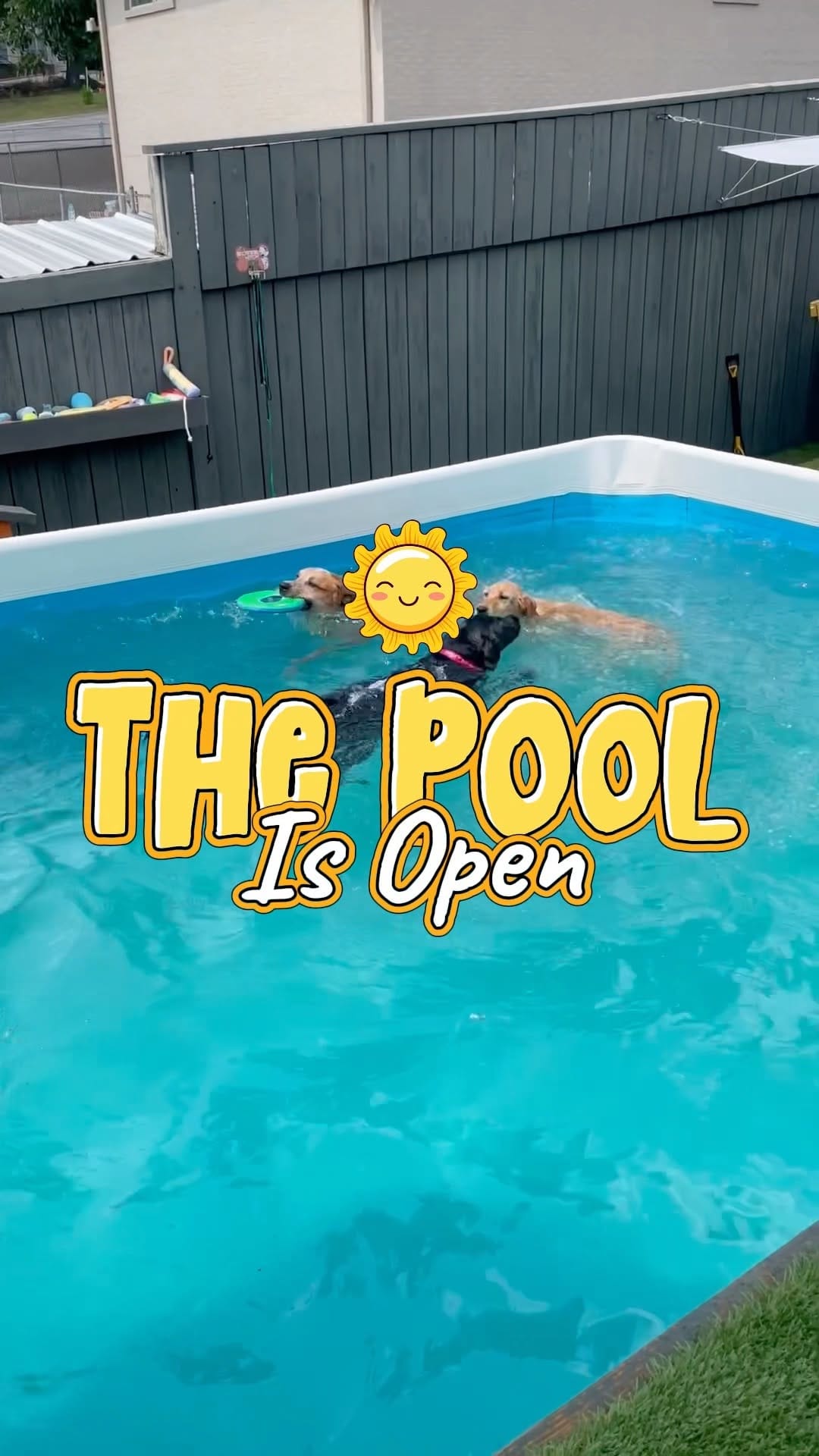 Post 7 by We Talk Dog on Instagram (video)