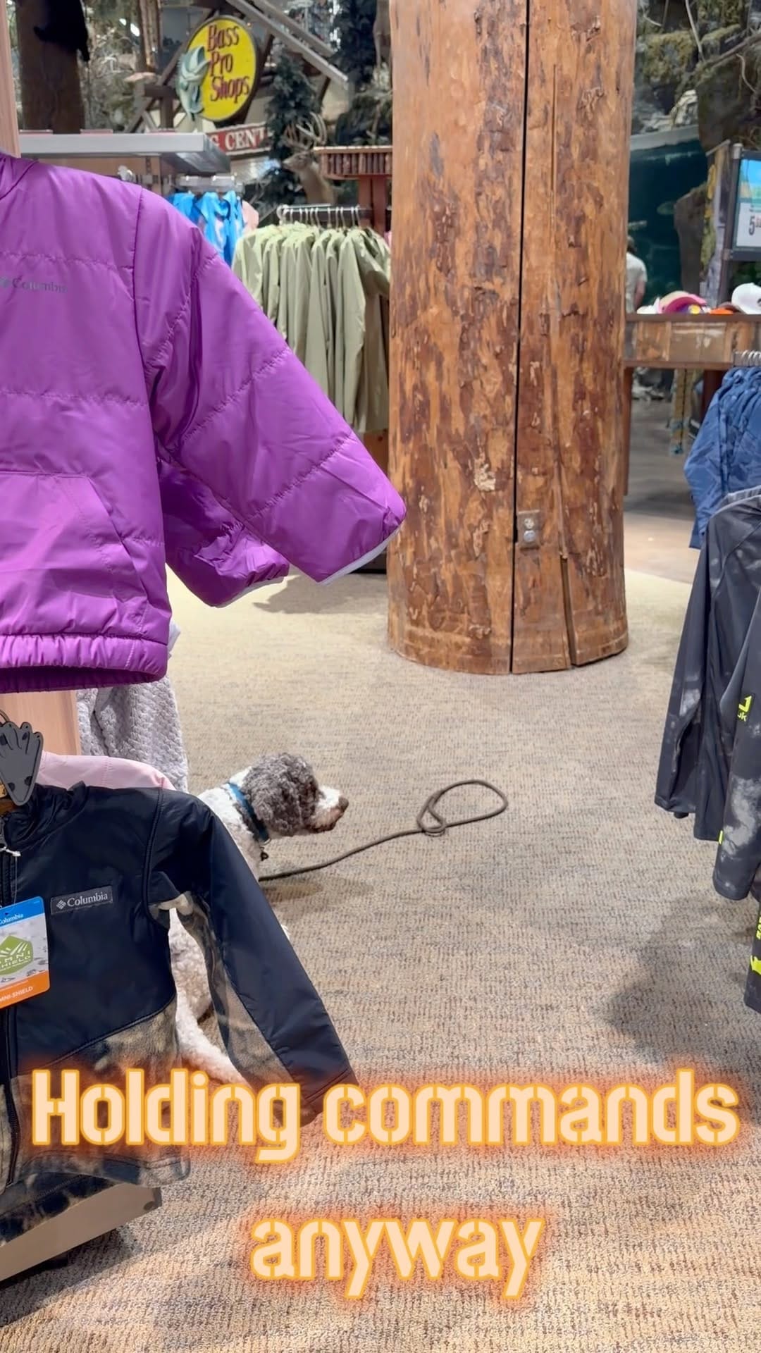 Post 4 by We Talk Dog on Instagram (video)