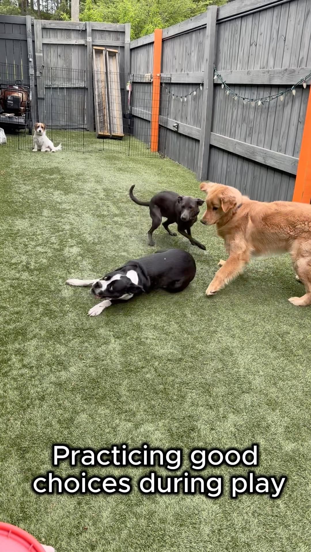 Post 9 by We Talk Dog on Instagram (video)