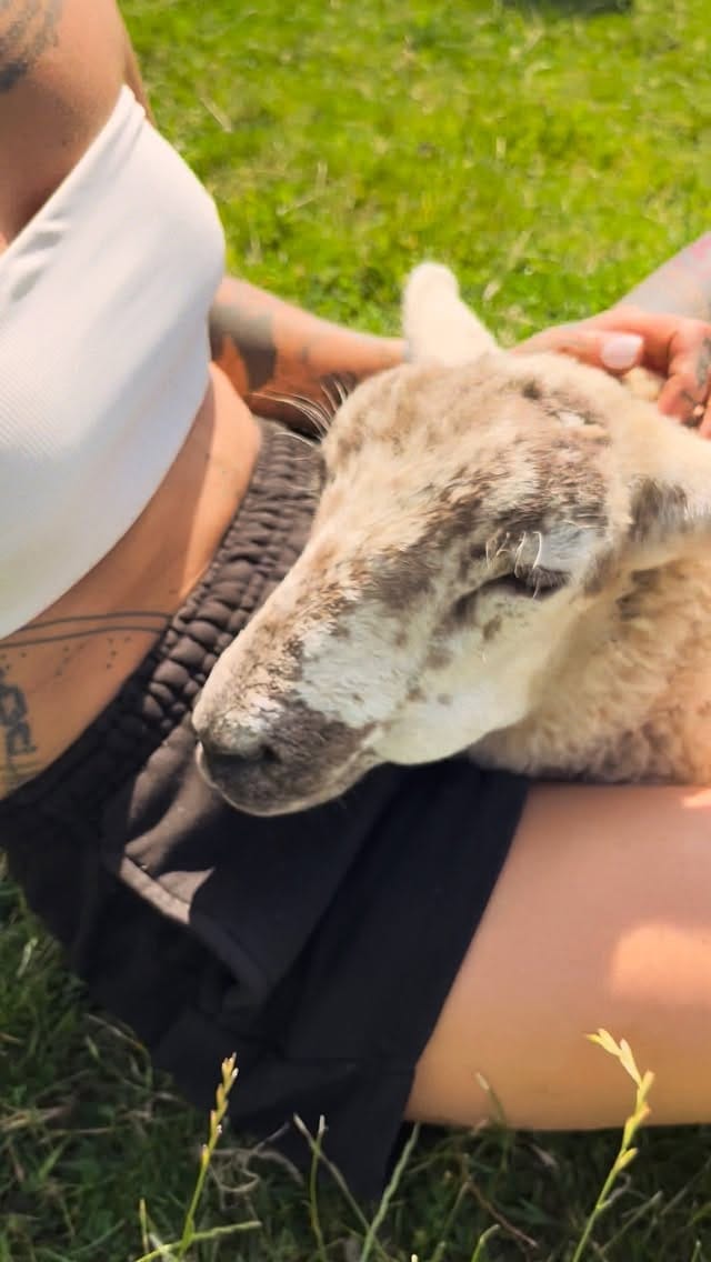 Post 4 by Vegan Glamping, Cambridge Uk on Instagram (video)