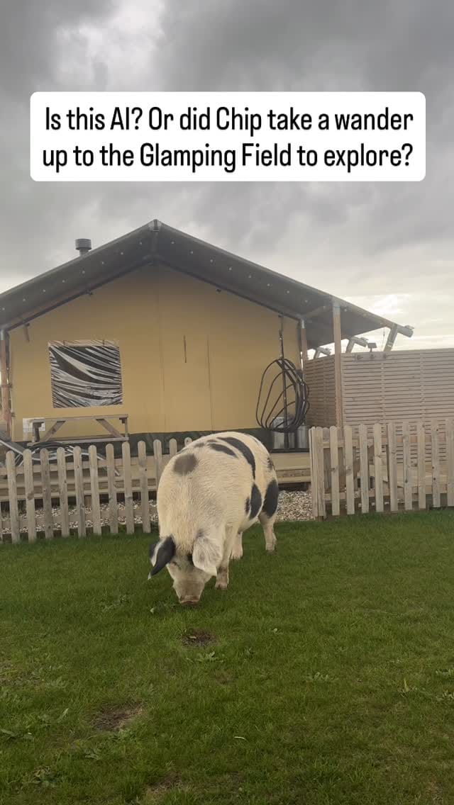 Post 1 by Vegan Glamping, Cambridge Uk on Instagram (video)