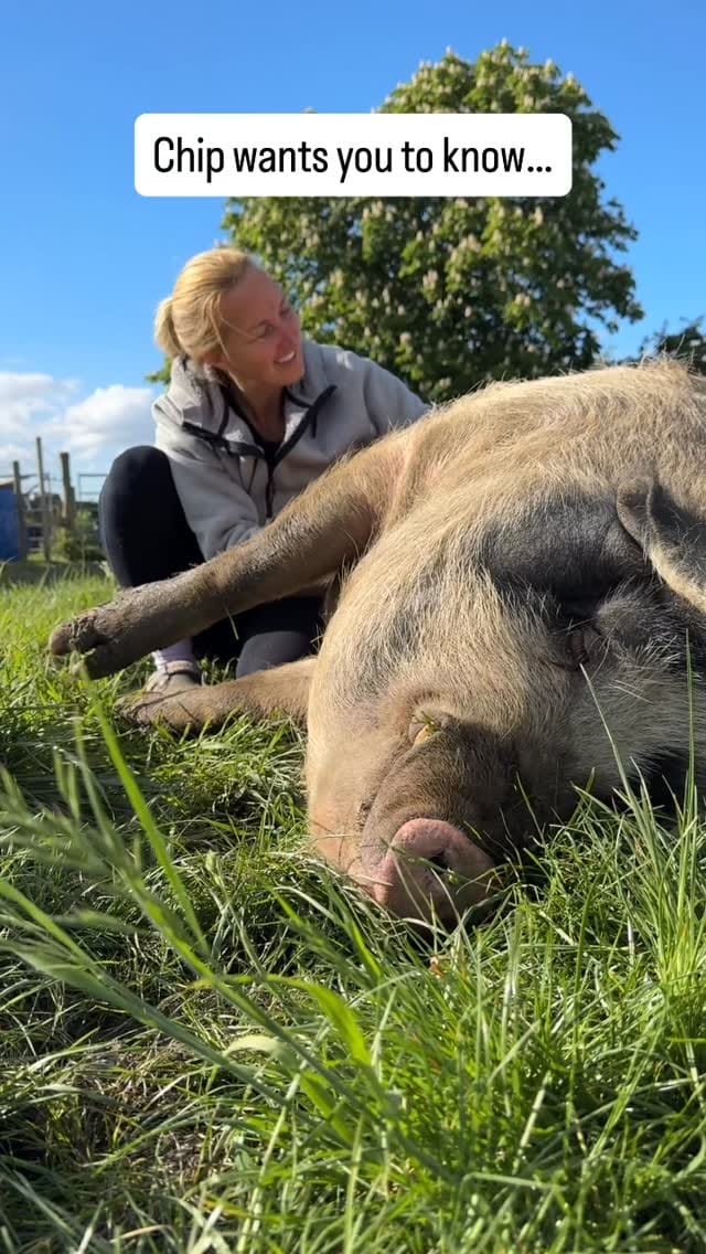 Post 3 by Vegan Glamping, Cambridge Uk on Instagram (video)