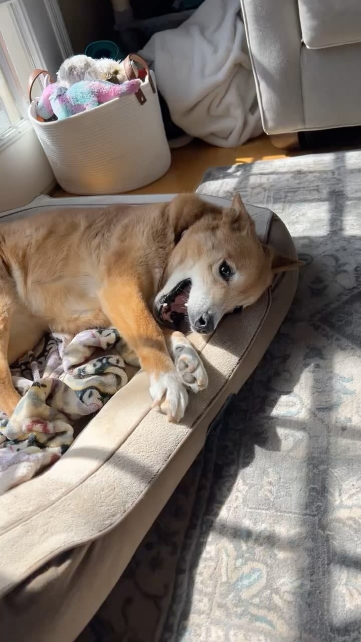 Post 7 by Chelsea the Dog on Instagram (video)
