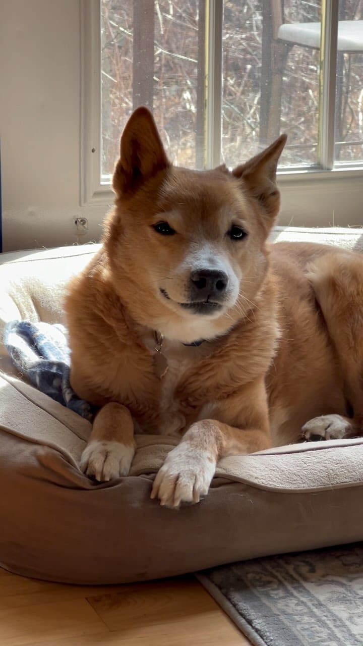Post 8 by Chelsea the Dog on Instagram (video)