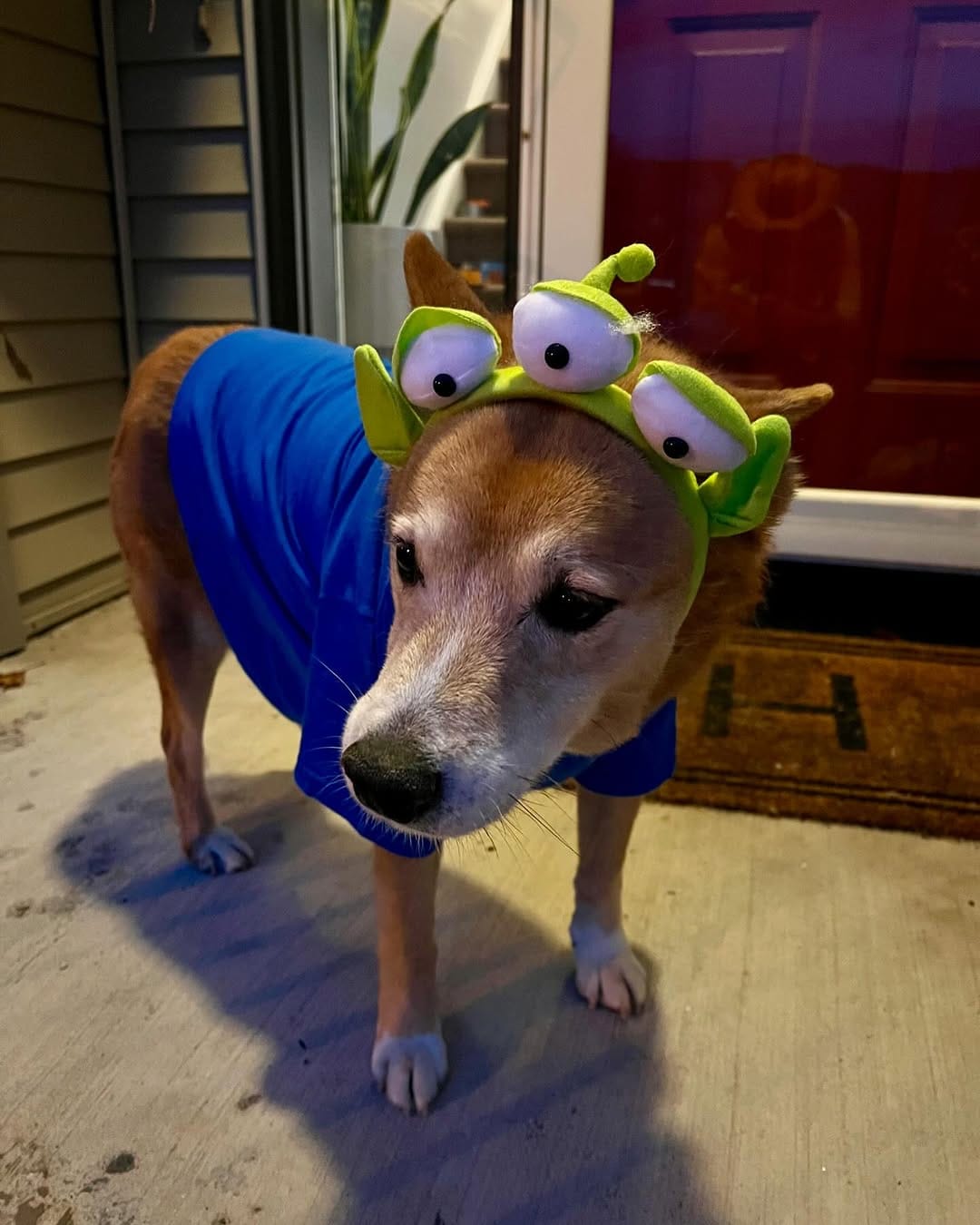 Post 6 by Chelsea the Dog on Instagram (carousel)