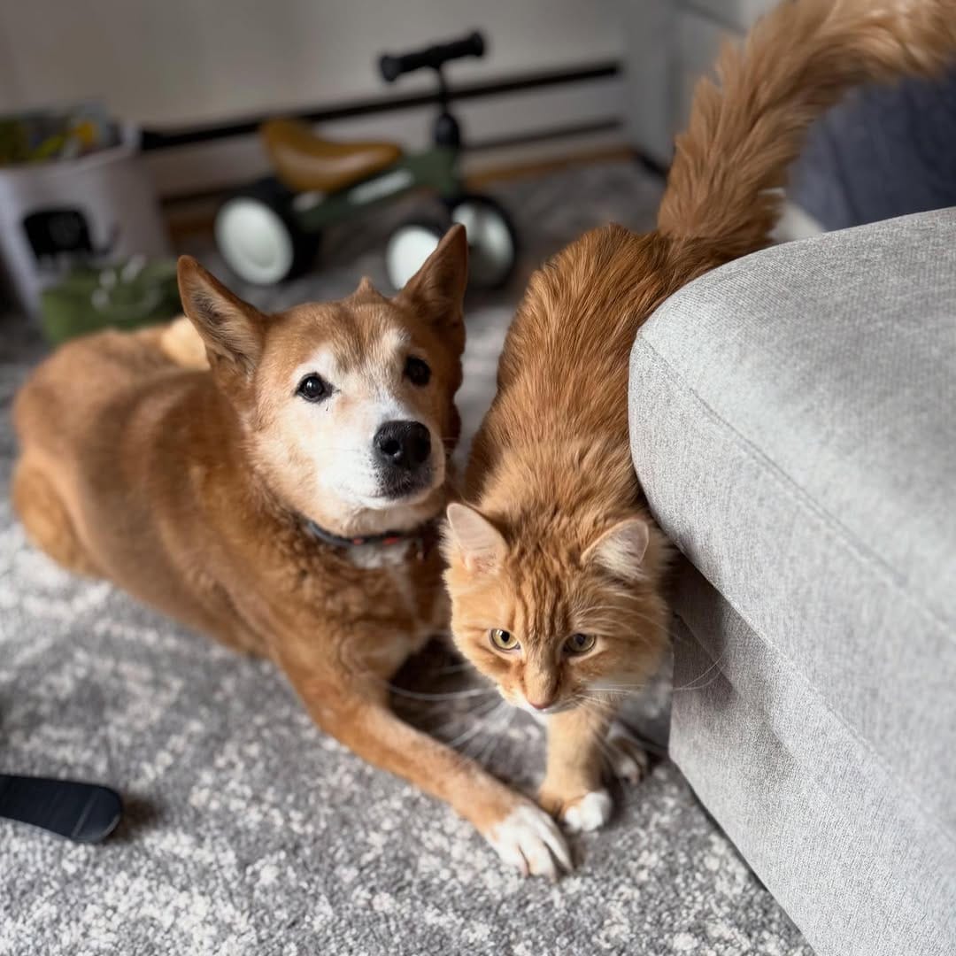 Post 2 by Chelsea the Dog on Instagram (image)