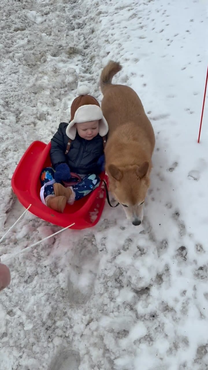 Post 5 by Chelsea the Dog on Instagram (video)