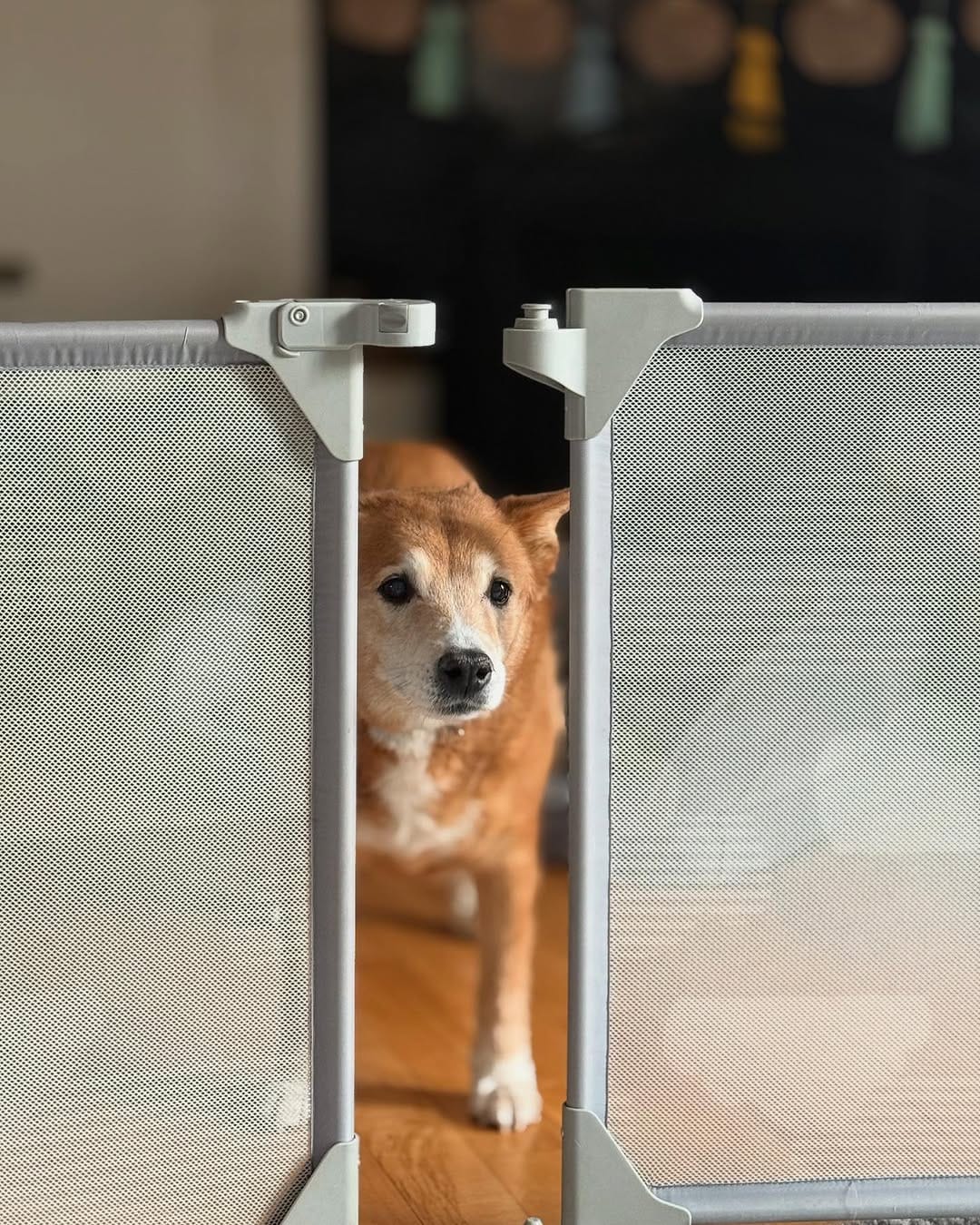 Post 4 by Chelsea the Dog on Instagram (carousel)