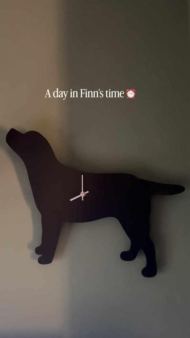 Post 7 by The Labrador Company on Instagram (video)