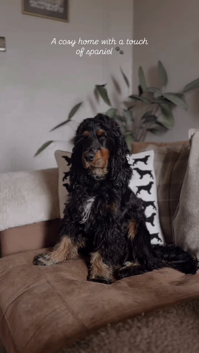 Post 3 by The Labrador Company on Instagram (video)