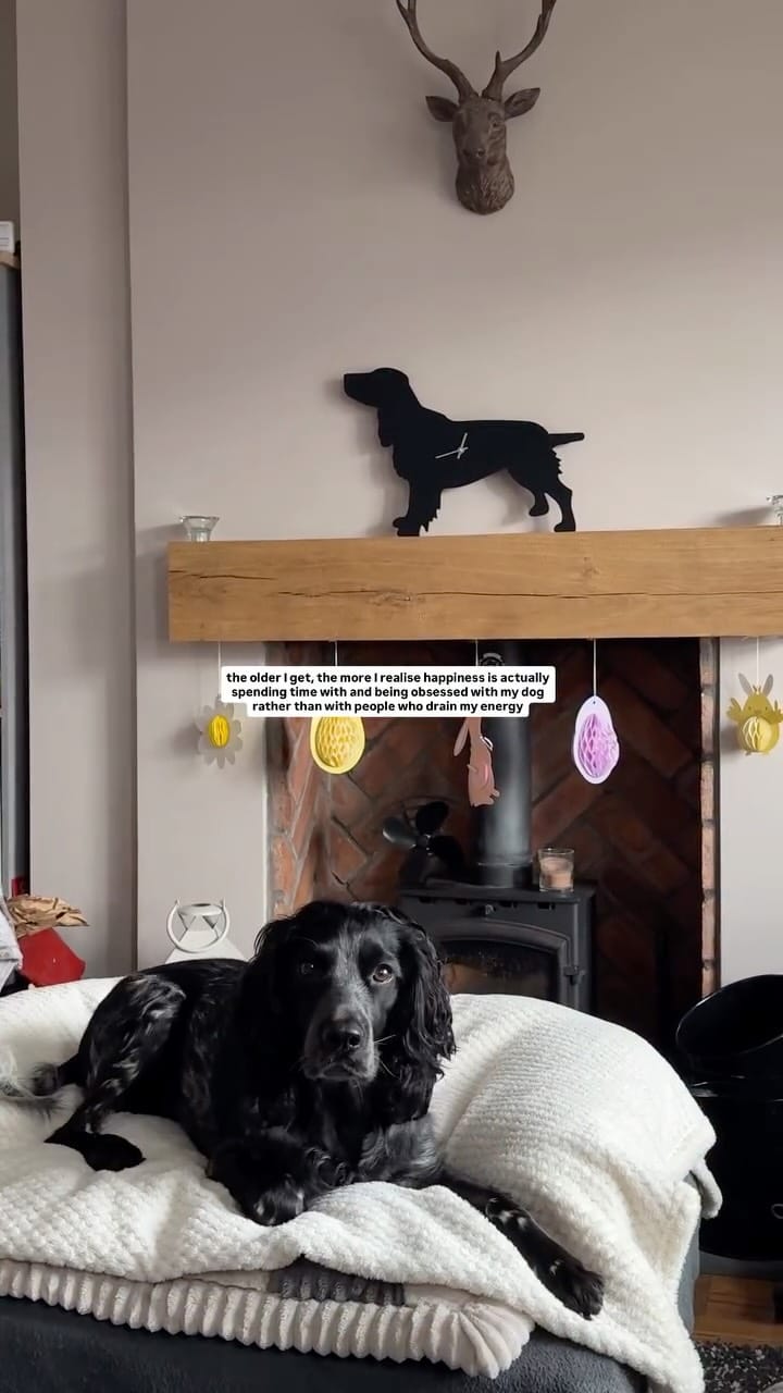 Post 4 by The Labrador Company on Instagram (video)
