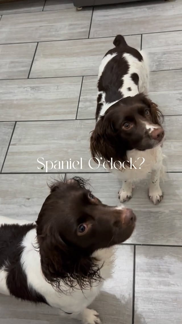 Post 9 by The Labrador Company on Instagram (video)
