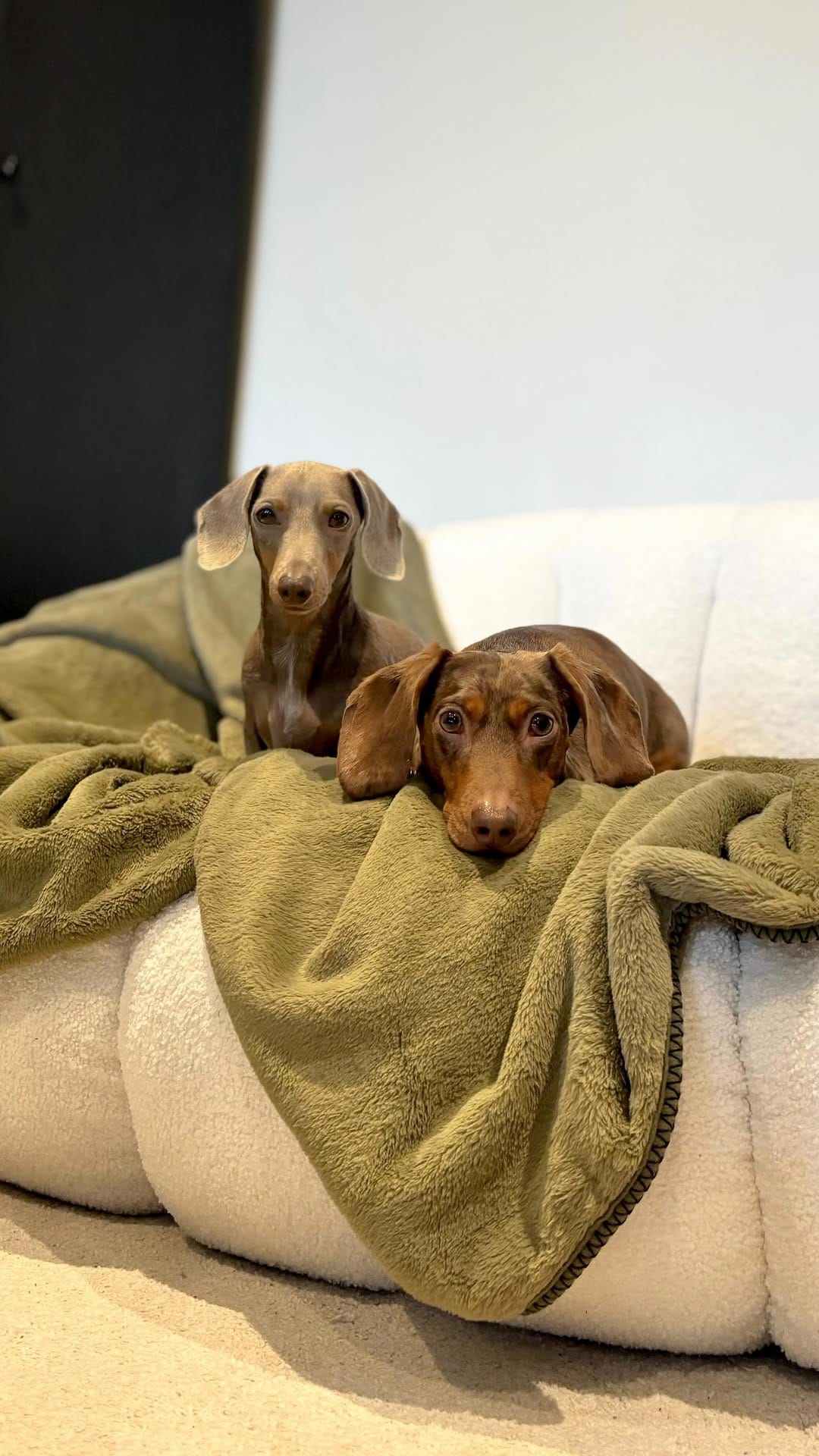 Post 8 by The Labrador Company on Instagram (video)