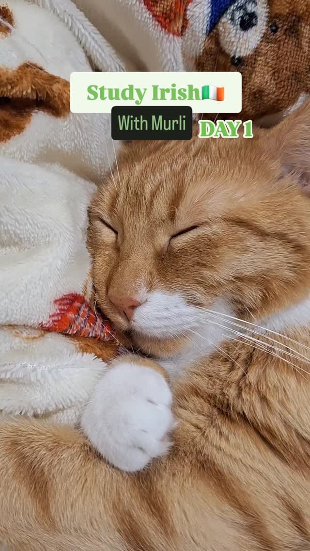 Post 8 by Murli McGuinness on Instagram (video)