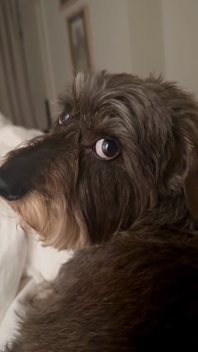 Post 4 by Stan the hot dawg on Instagram (video)