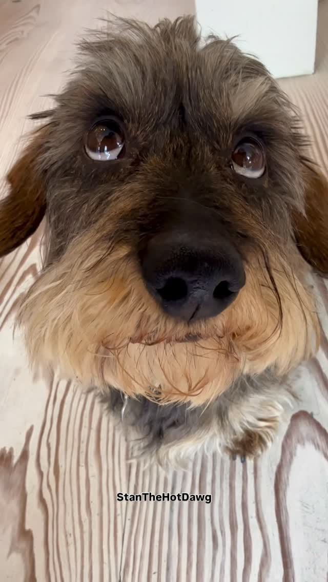 Post 5 by Stan the hot dawg on Instagram (video)