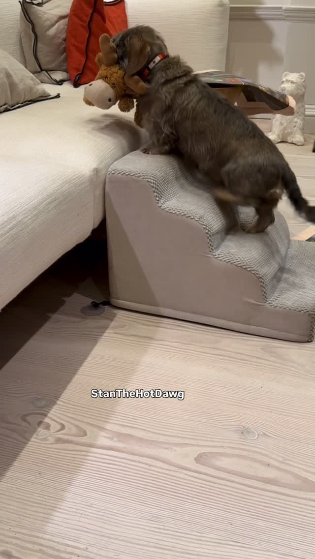 Post 6 by Stan the hot dawg on Instagram (video)