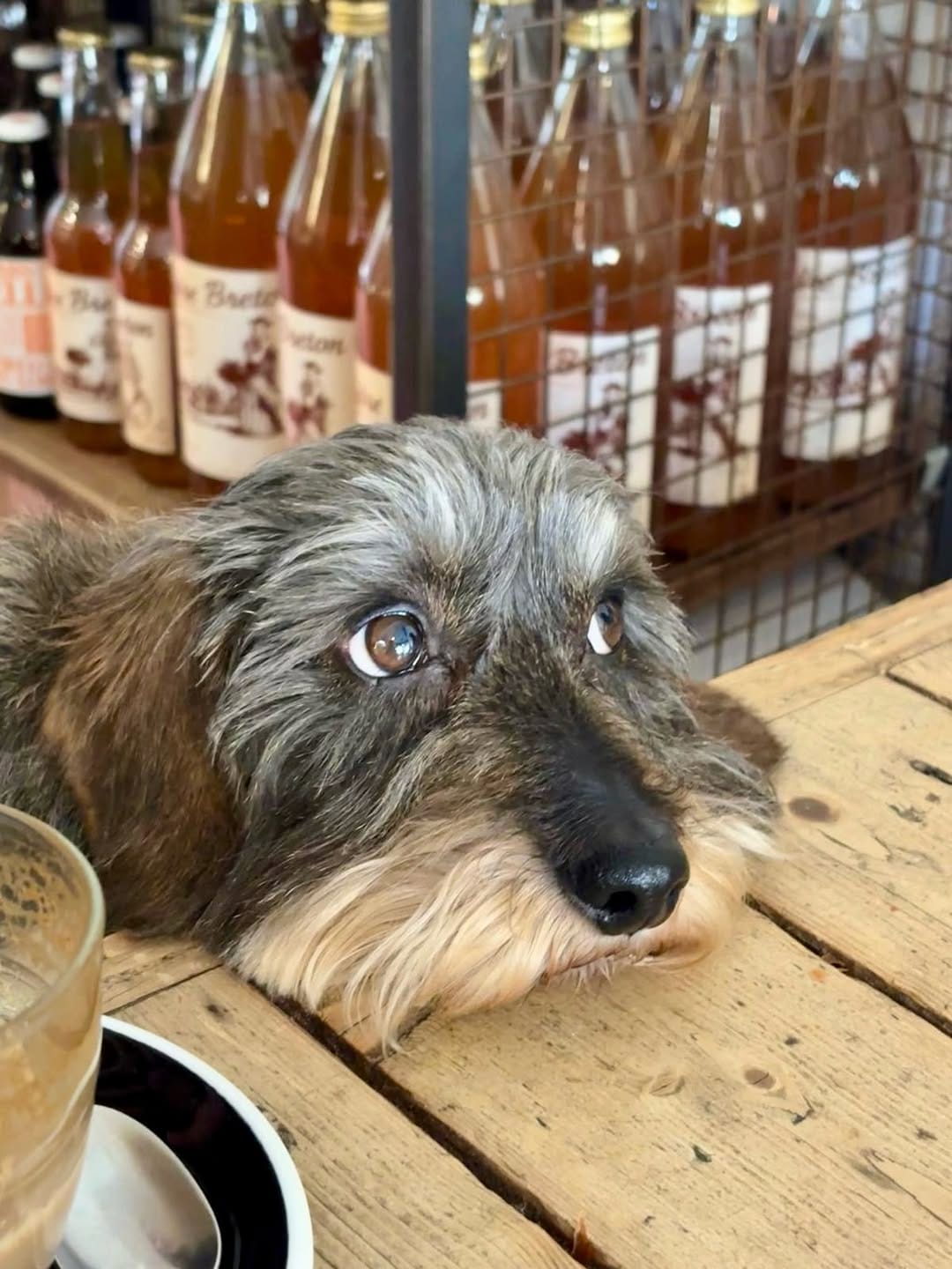 Post 7 by Stan the hot dawg on Instagram (image)