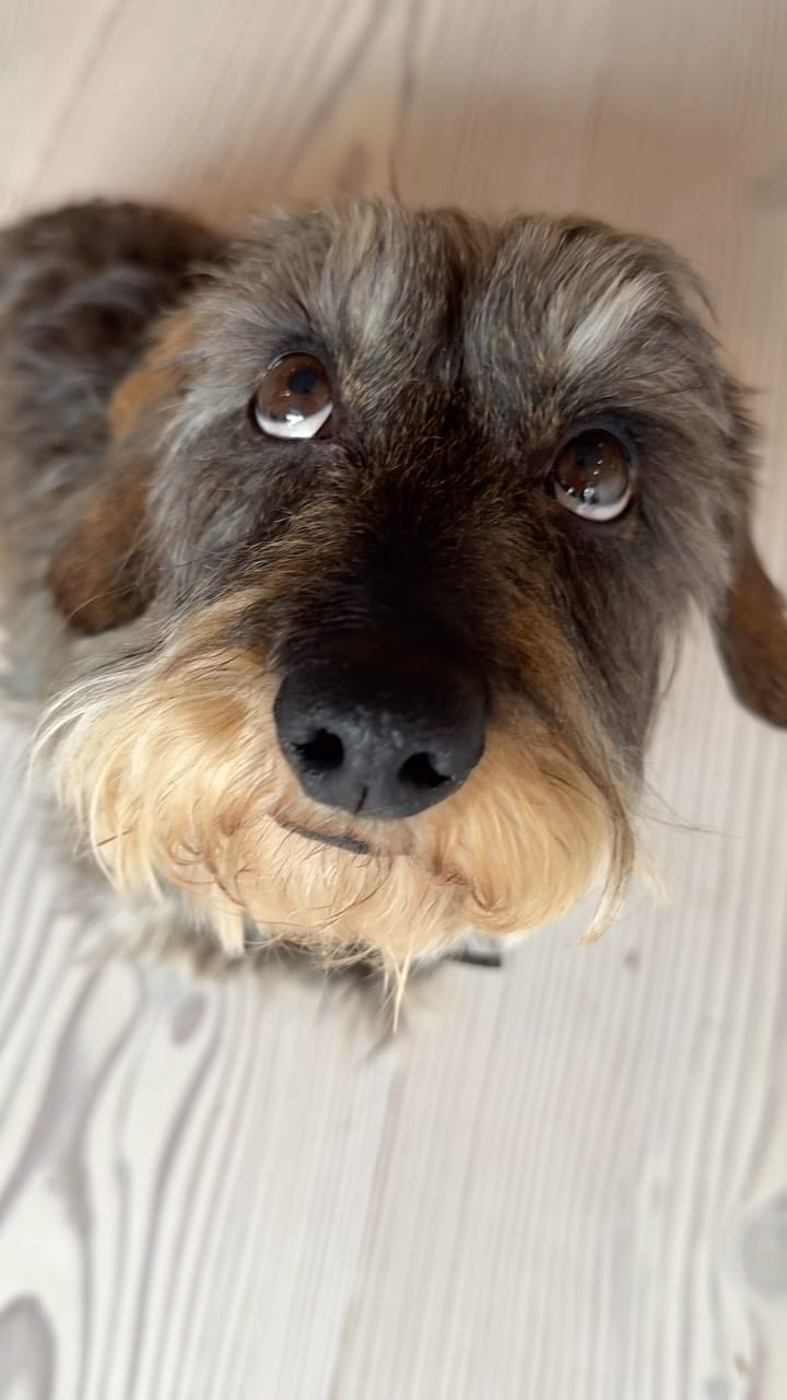 Post 1 by Stan the hot dawg on Instagram (video)