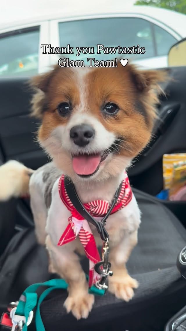 Post 1 by Dogs Aid Animal Sanctuary on Instagram (video)