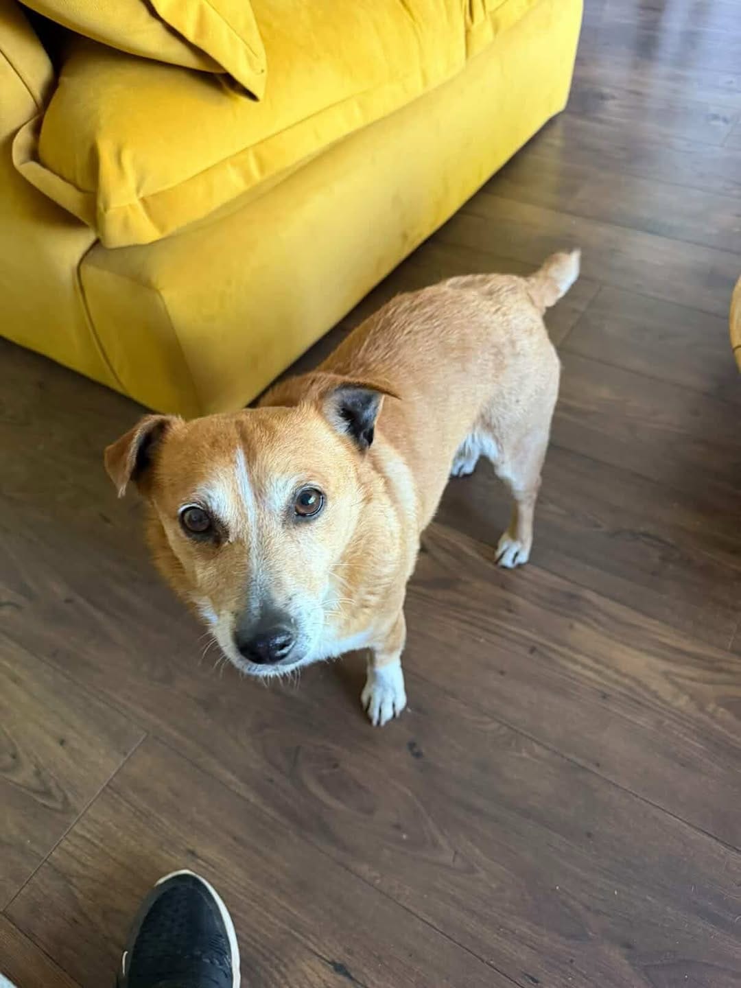 Post 2 by Dogs Aid Animal Sanctuary on Instagram (carousel)