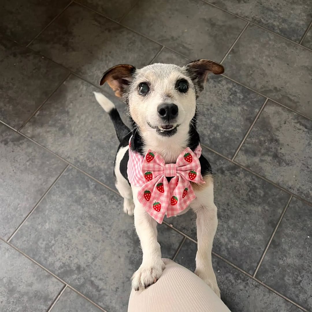 Post 6 by Dogs Aid Animal Sanctuary on Instagram (carousel)