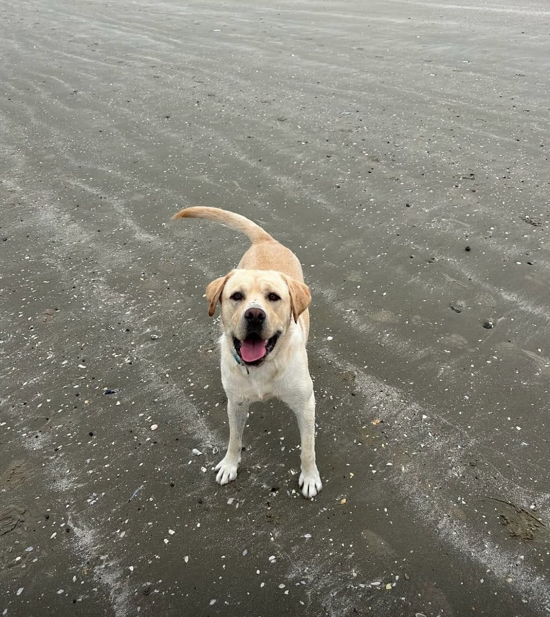 Post 9 by Dogs Aid Animal Sanctuary on Instagram (carousel)