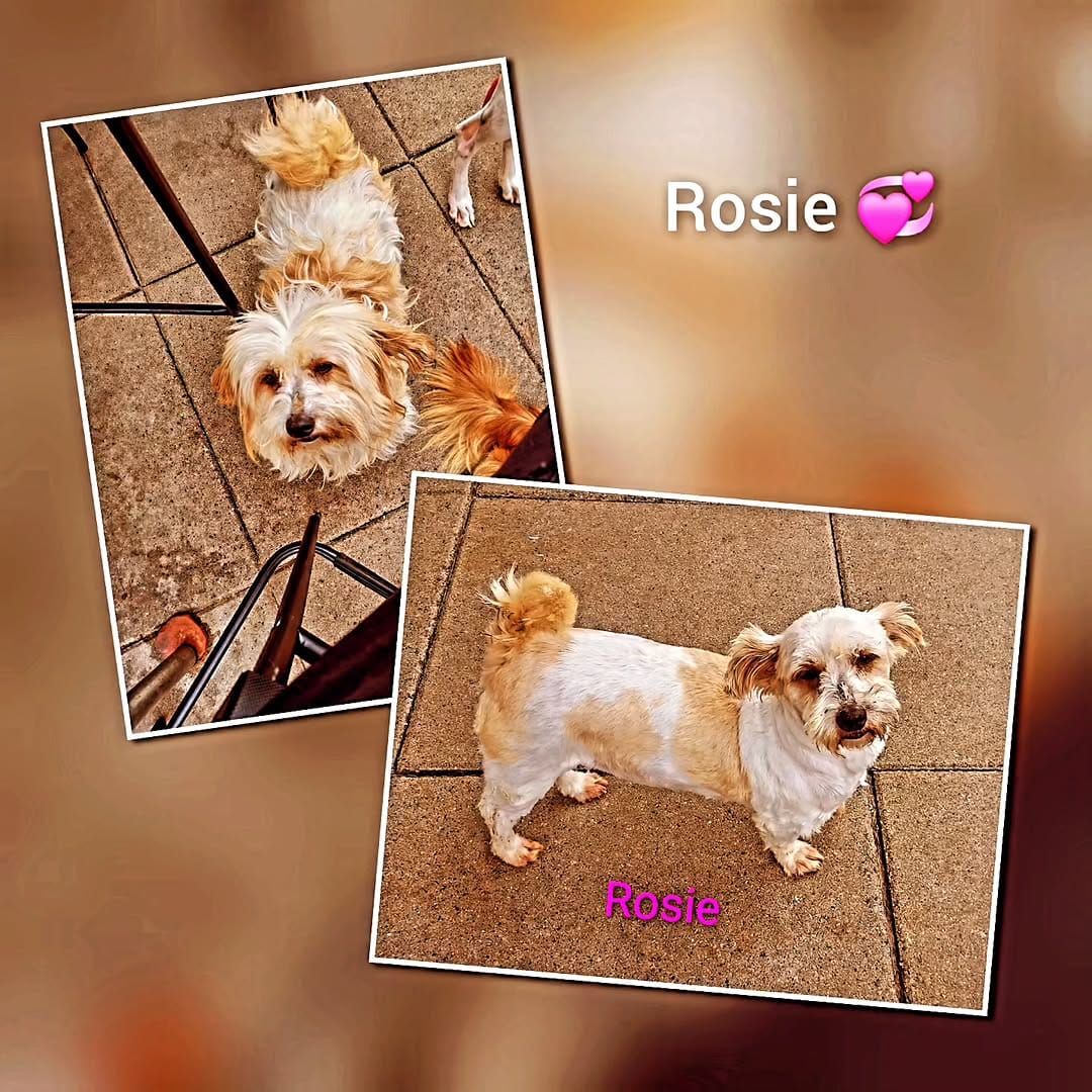 Post 8 by Dogs Aid Animal Sanctuary on Instagram (carousel)