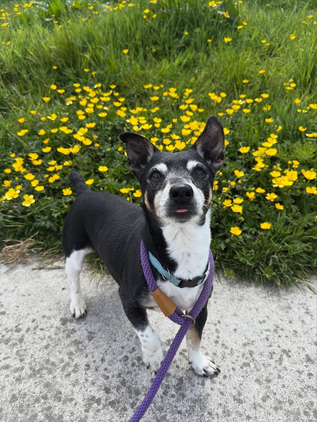 Post 3 by Dogs Aid Animal Sanctuary on Instagram (carousel)