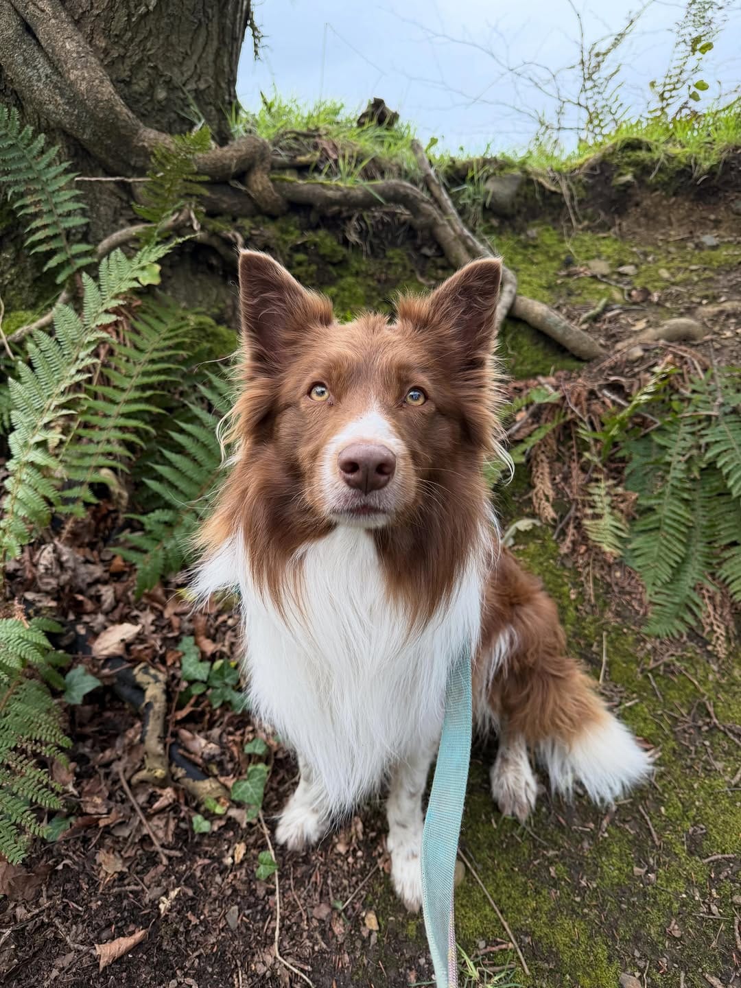 Post 7 by Dogs Aid Animal Sanctuary on Instagram (carousel)