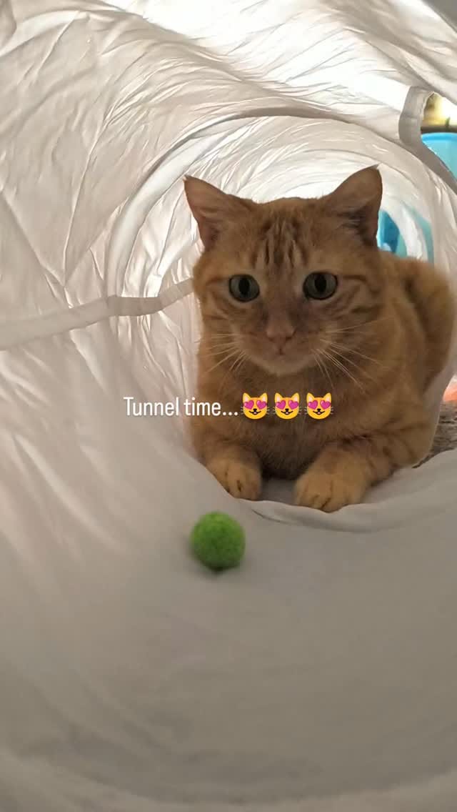 Post 8 by Gizmo on Instagram (video)