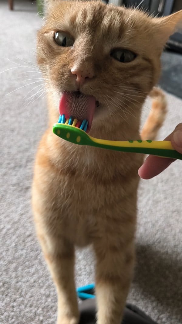 Post 4 by Gizmo on Instagram (video)
