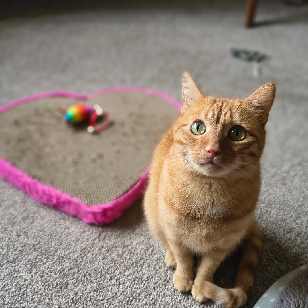 Post 10 by Gizmo on Instagram (image)