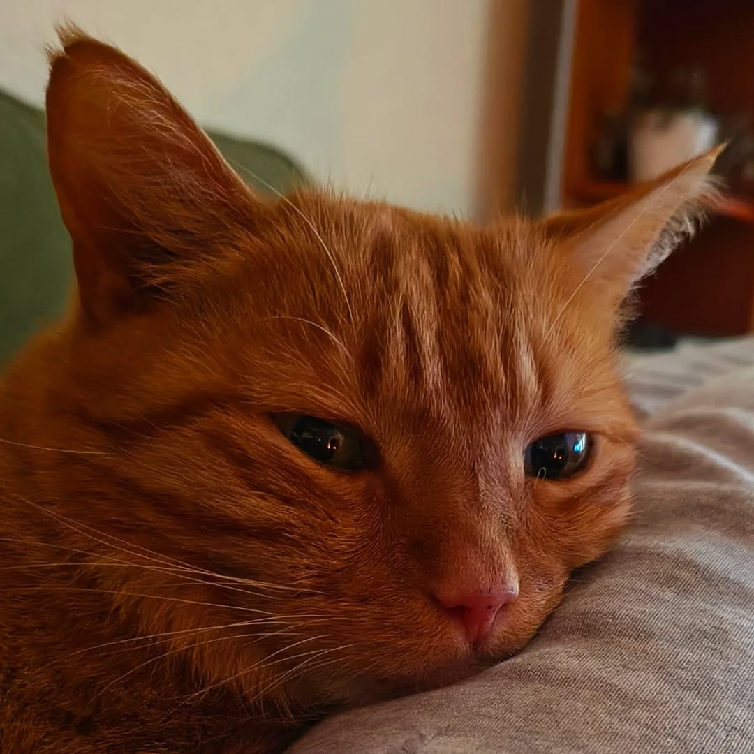 Post 5 by Gizmo on Instagram (image)